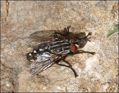 Sarcophaga carnaria 2