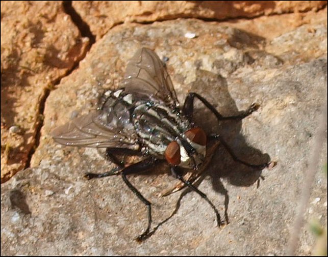 Sarcophaga carnaria 3