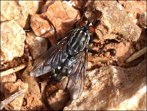 Sarcophaga carnaria 4