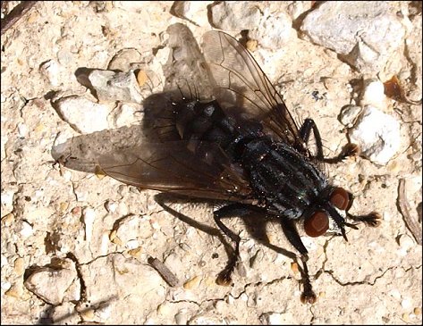 Sarcophaga carnaria 5