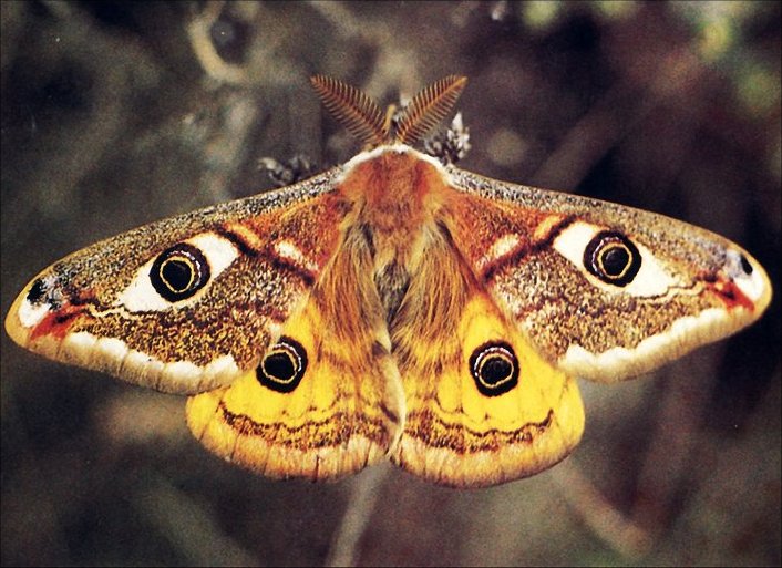 Saturnia pavonia 1