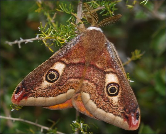 Saturnia pavonia 2