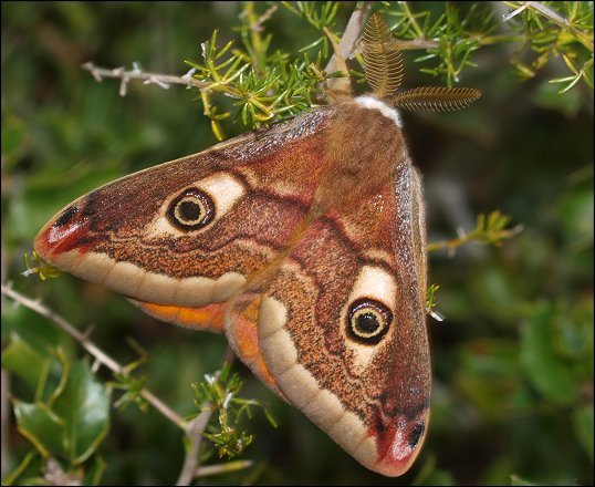 Saturnia pavonia 3