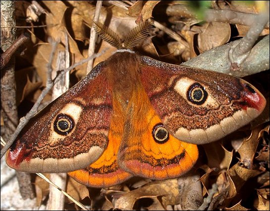 Saturnia pavonia 4