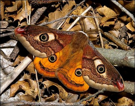 Saturnia pavonia 5
