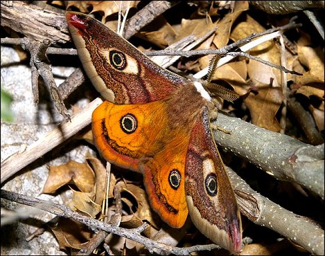 Saturnia pavonia 6