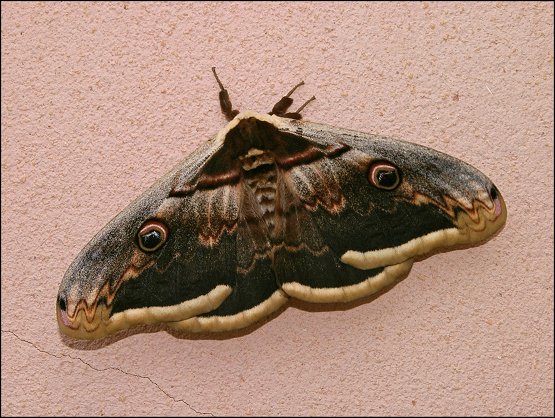 Saturnia pyri 1