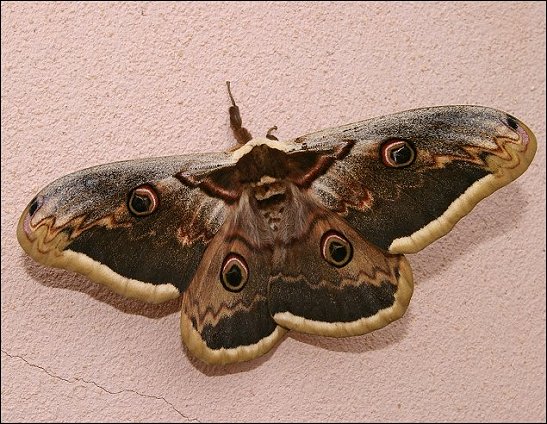 Saturnia pyri 2
