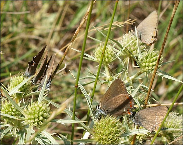 Satyrium ilicis 1