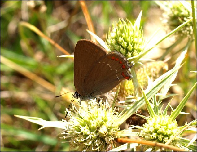 Satyrium ilicis 2
