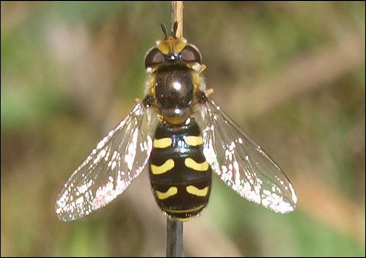 Scaeva pyrastri 1