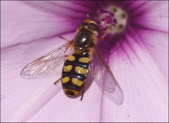 Scaeva pyrastri 2