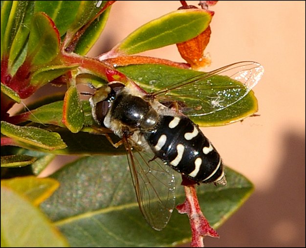 Scaeva pyrastri 3