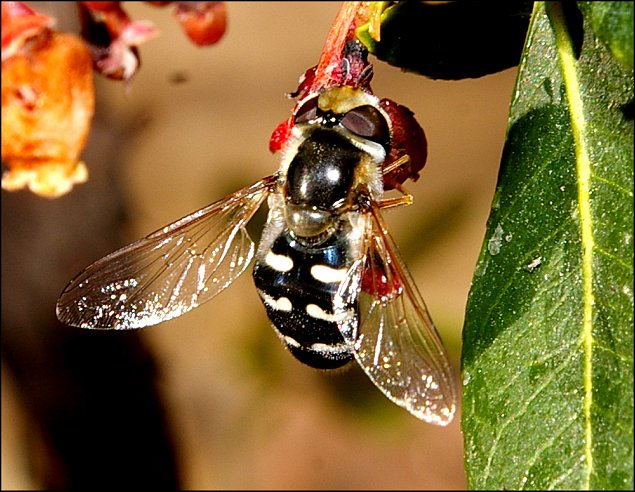 Scaeva pyrastri 4