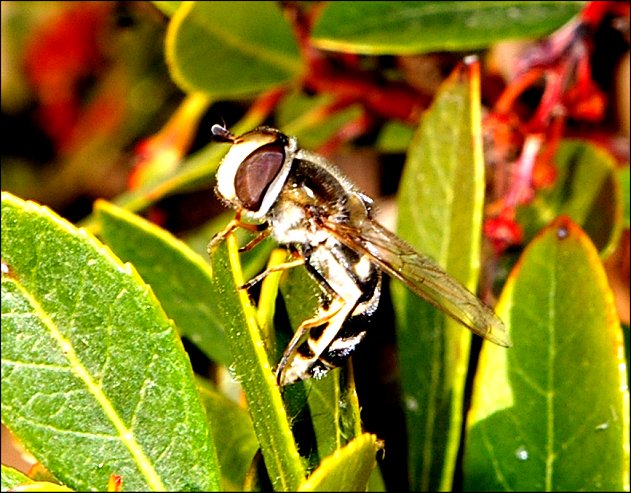 Scaeva pyrastri 5