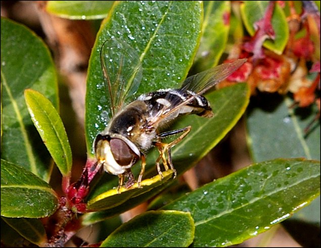 Scaeva pyrastri 6