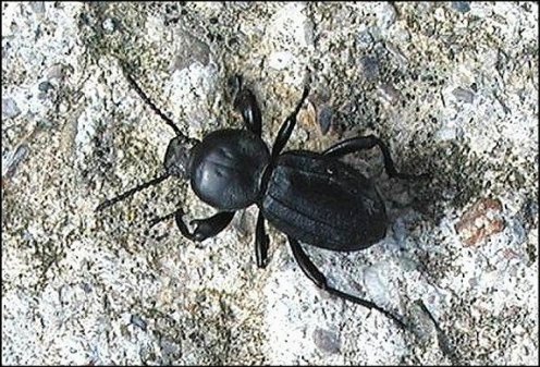 Scaurus tristis 1