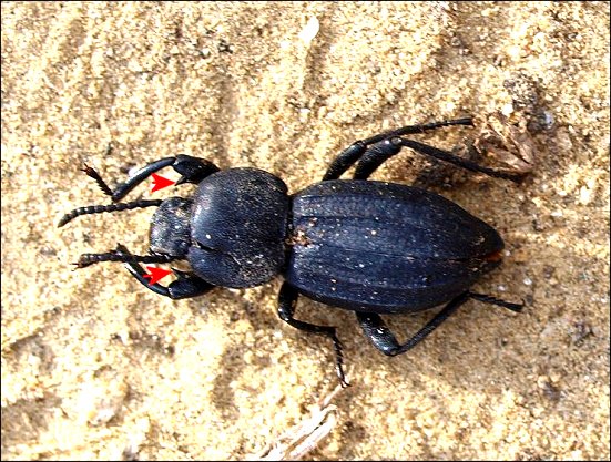 Scaurus tristis 10