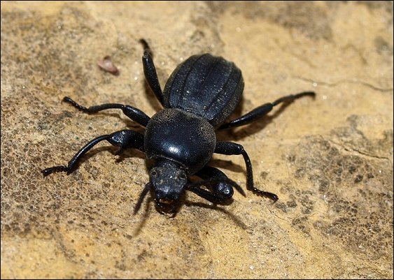 Scaurus tristis 11