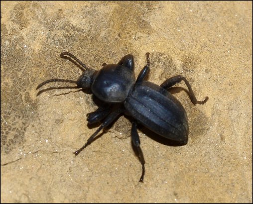 Scaurus tristis 12