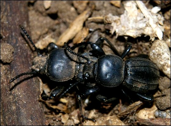 Scaurus tristis 13