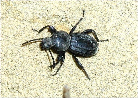 Scaurus tristis 2