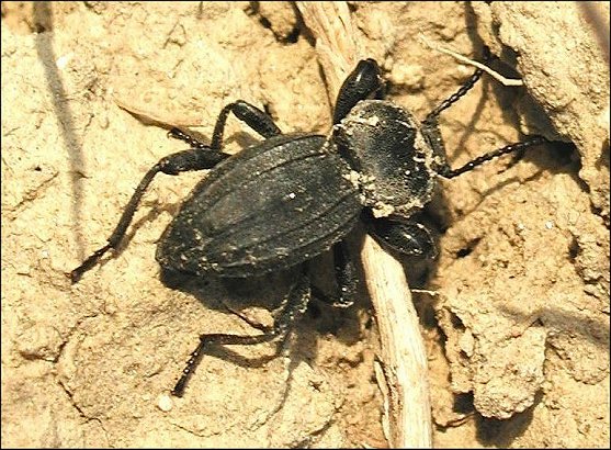 Scaurus tristis 3