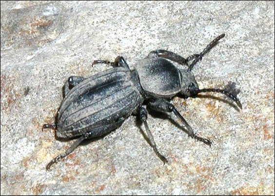 SCaurus tristis 4