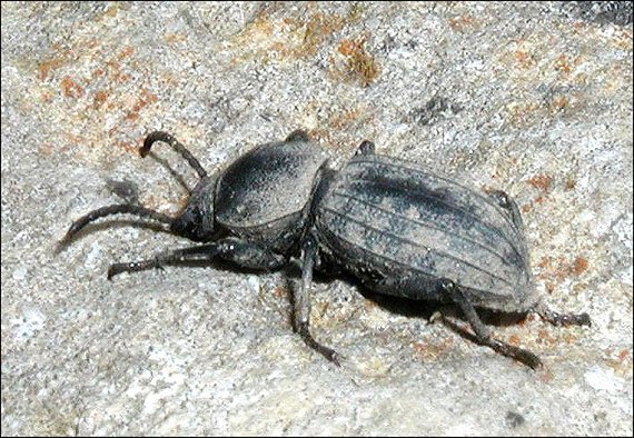 Scaurus tristis 5