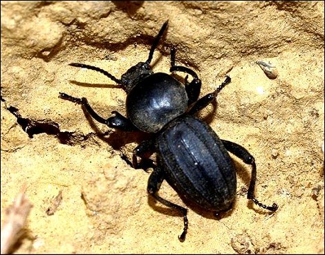 Scaurus tristis 6