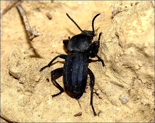 Scaurus tristis 7