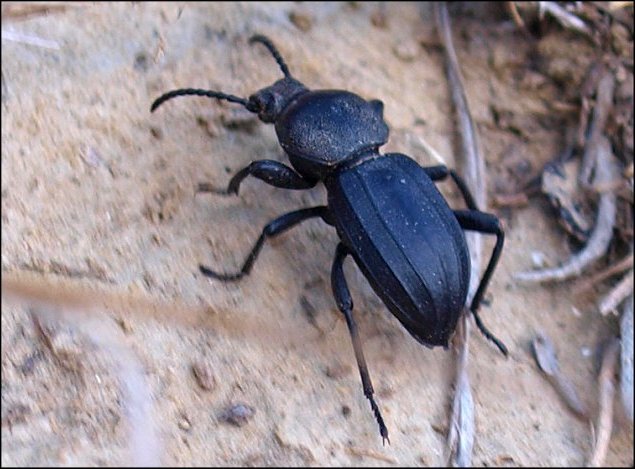 Scaurus tristis 9