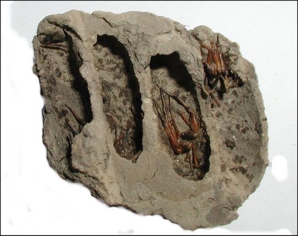 Sceliphron caemen.10