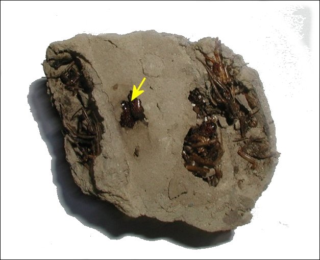 Sceliphron caemen. 8
