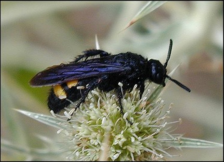 Scolia hirta 1