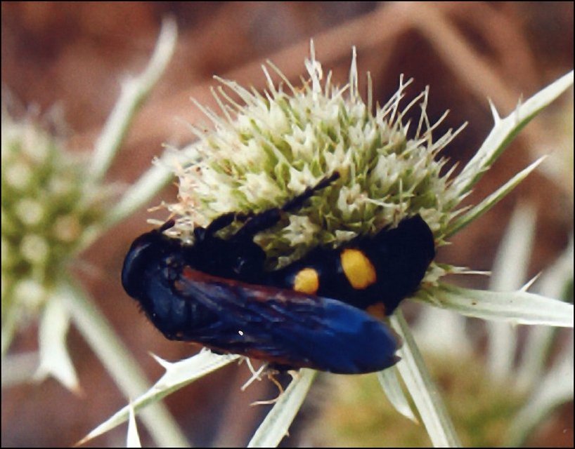 Scolia hirta 2