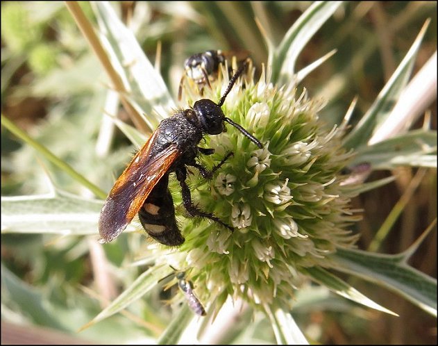 Scolia hirta 3