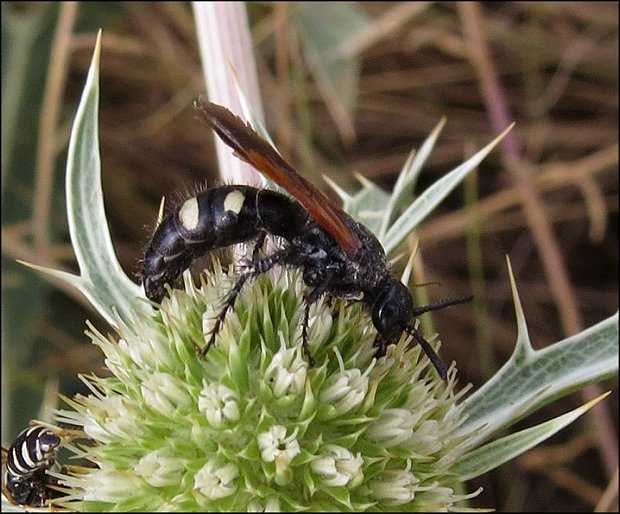 Scolia hirta 4