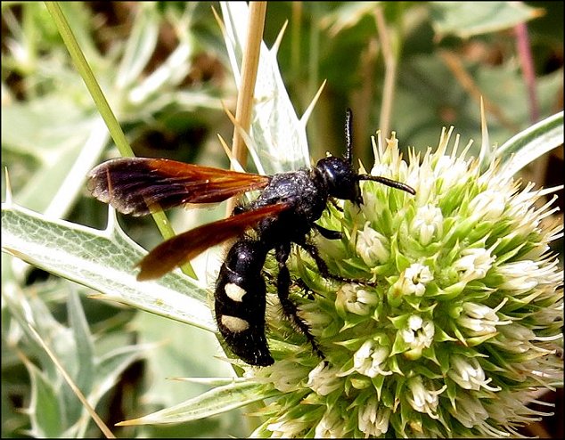 Scolia hirta 5