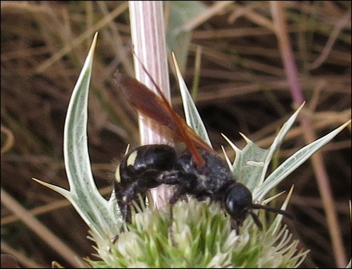 Scolia hirta 6