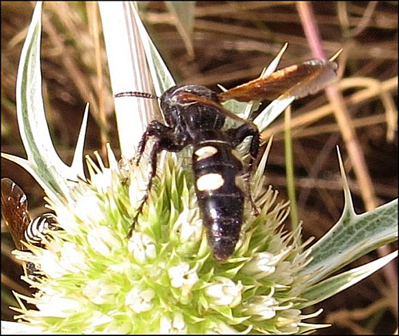 Scolia hirta 7