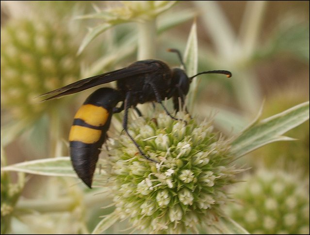 Scolia hirta 8