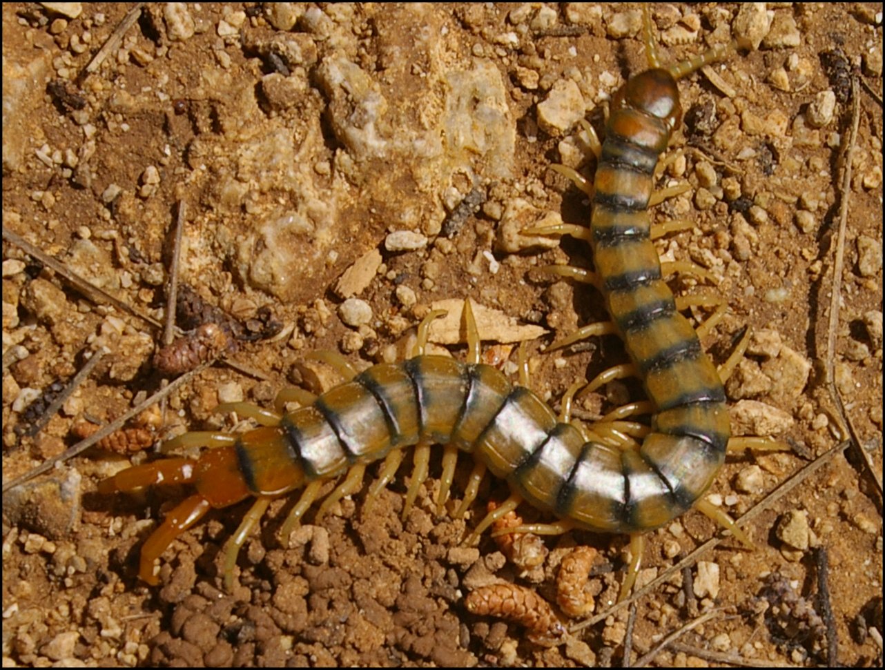 Scolopendre Lespignan 1