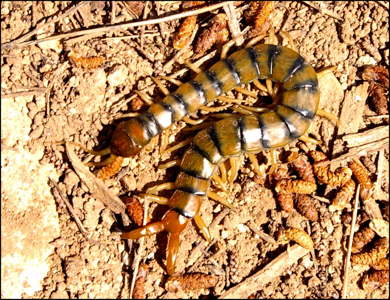 Scolopendre Lespignan 2
