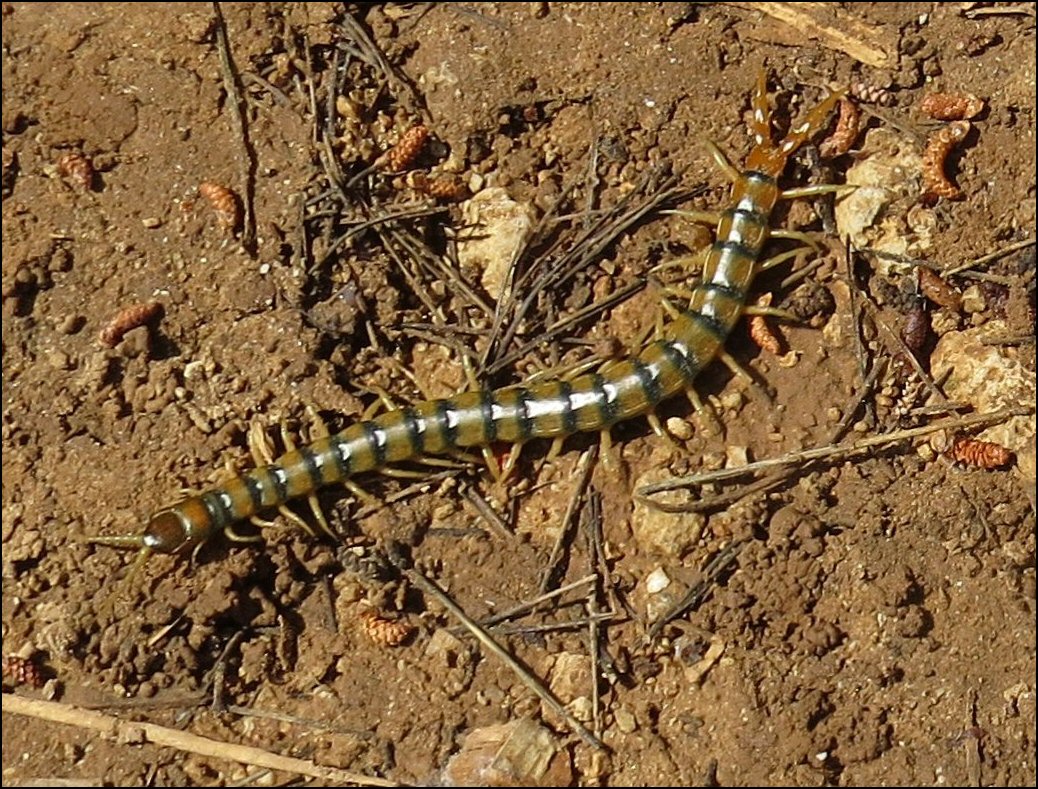 Scolopendre Lespignan 3