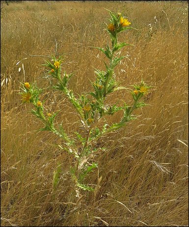 Scolymus hispanicus 1