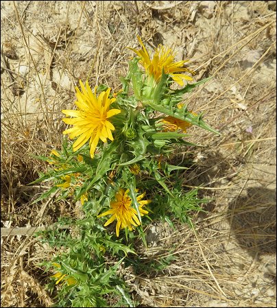 Scolymus hispanicus 2