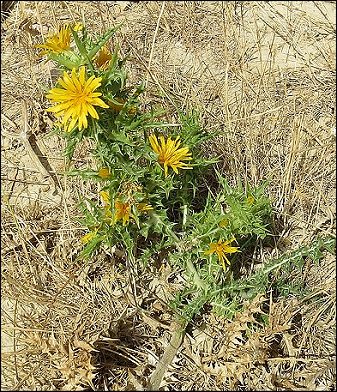 Scolymus hispanicus 3
