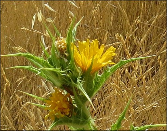 Scolymus hispanicus 4