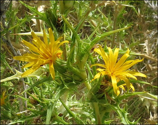 Scolymus hispanicus 5